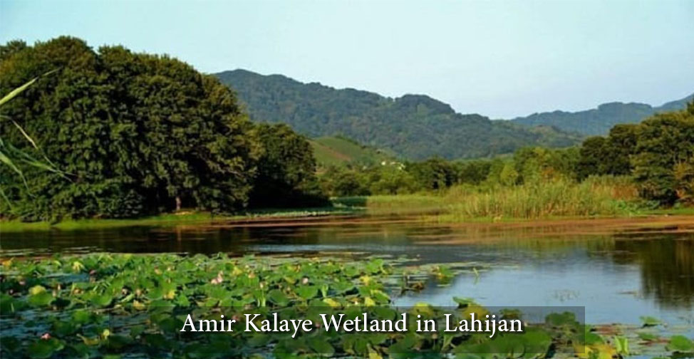 Amir Kalaye Wetland in Lahijan