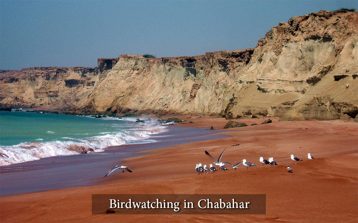 Bird watching in Chabahar