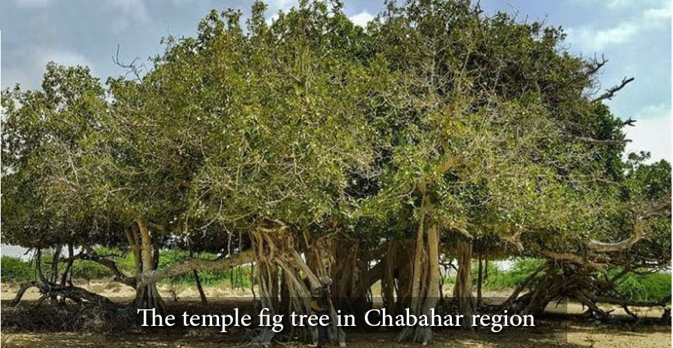 Chabahar The temple fig tree