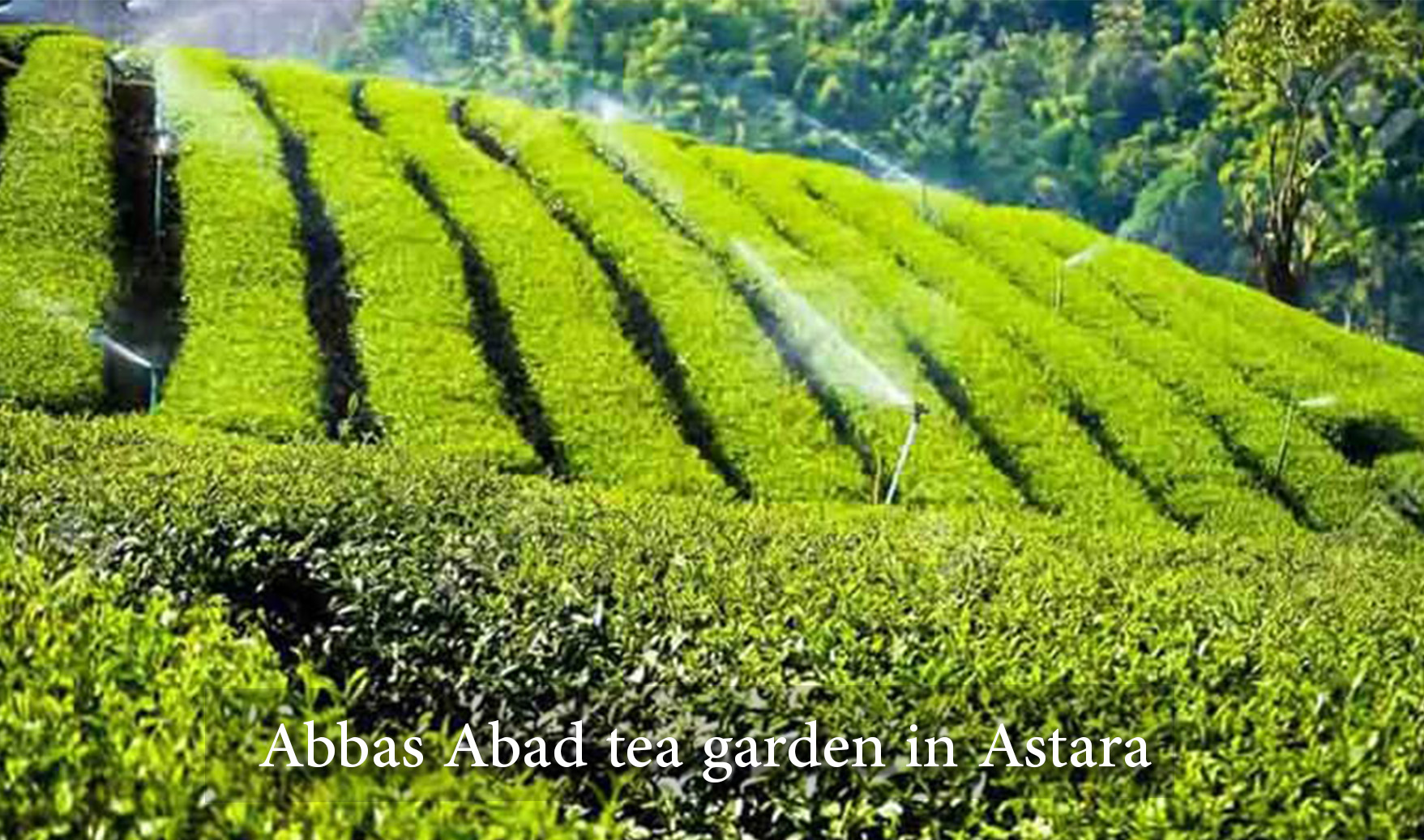 Abbas Abad tea garden in Astara