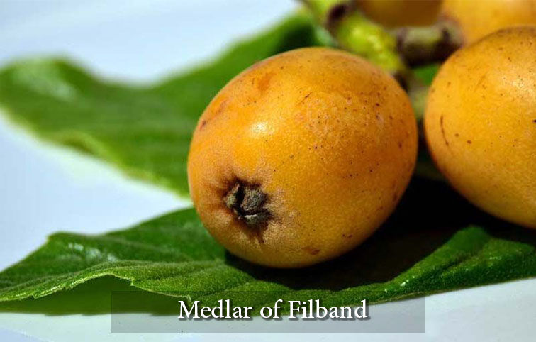 Medlar of Filband