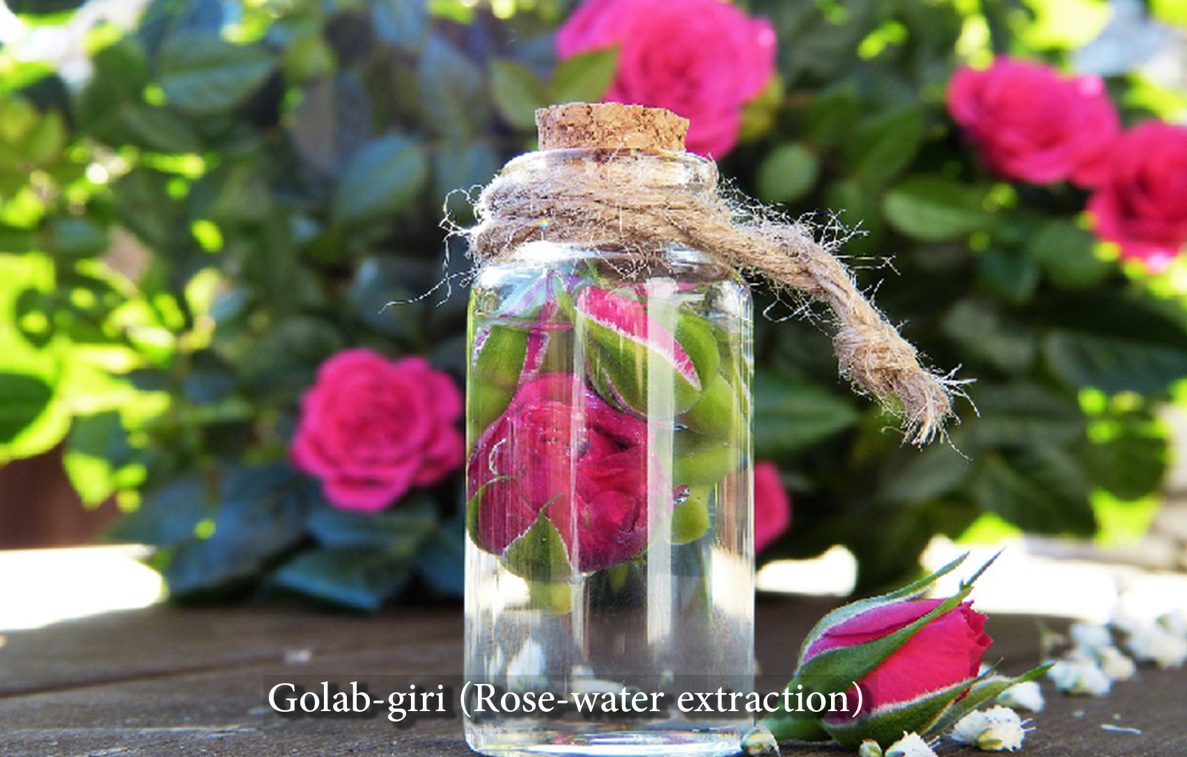 Rose picking and rose-water extraction